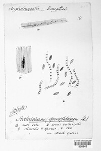 Arthrinium sporophleum image